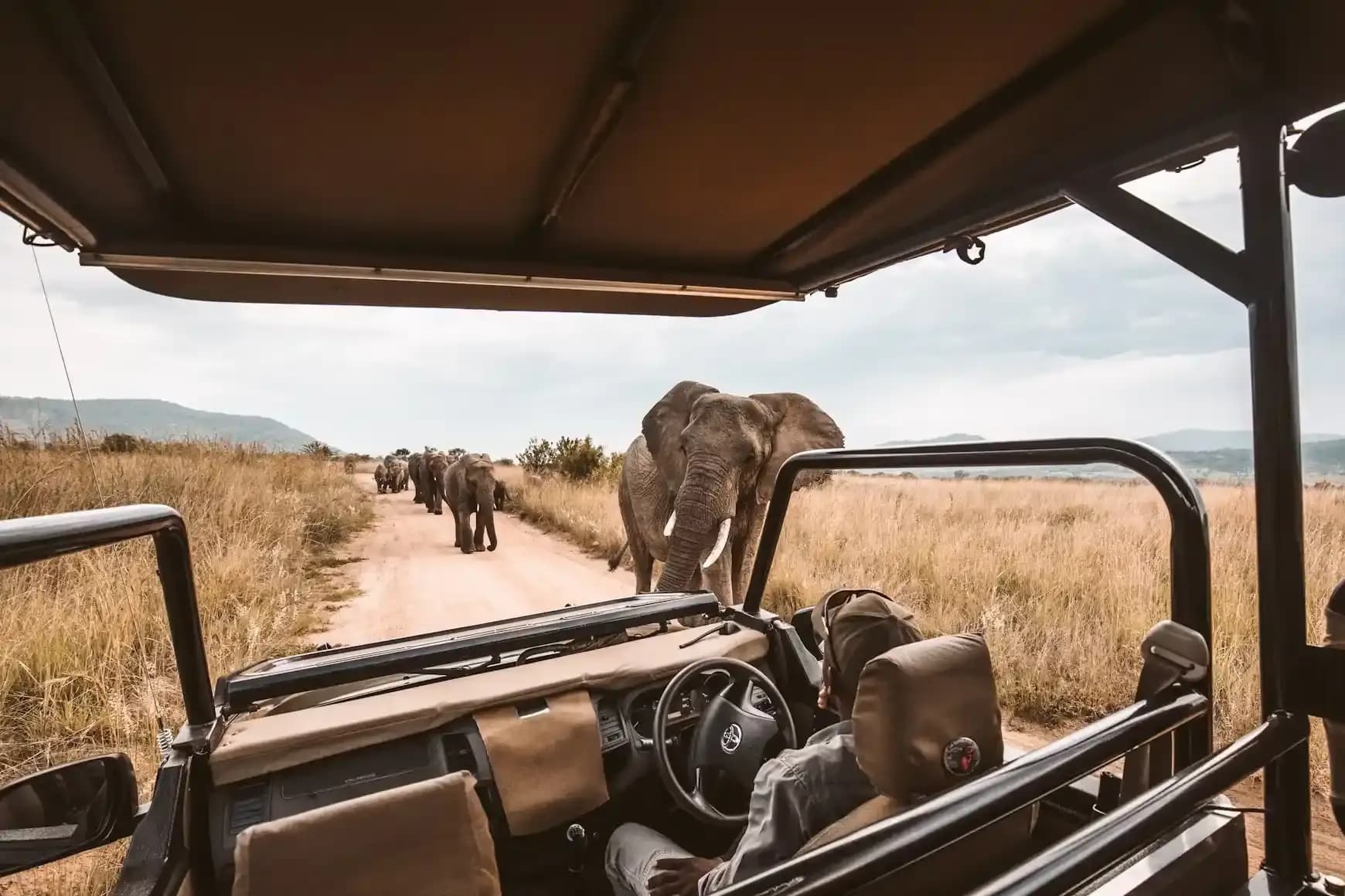 Private Safari with a Personal Ranger and Tracker