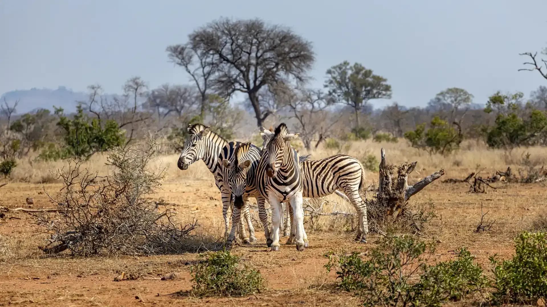 Safari in the Lowveld